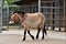 Przewalski`s horse pacing on the soil ground