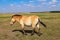 Przewalski& x27;s horse running across the steppe in a biosphere reserve. Animals and wildlife