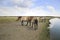 Przewalski\'s Horses Family