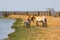 Przewalski`s horses group in the Ukrainian steppe on the territory of the national nature reserve `Askania Nova`. Kherson region,