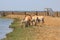 Przewalski`s horses group in the Ukrainian steppe on the territory of the national nature reserve `Askania Nova`. Kherson region,