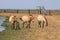 Przewalski`s horses group in the Ukrainian steppe on the territory of the national nature reserve `Askania Nova`. Kherson region,