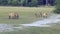 Przewalski's horses in real natural habitat environment in the mountains of Mongolia. Large herd of horses in the