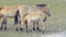 Przewalski's horses in real natural habitat environment in the mountains of Mongolia. Large herd of horses in the