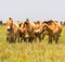 Przewalski`s horses in the steppe