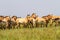 Przewalski`s horses in the steppe