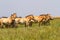 Przewalski`s horses in the steppe