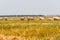 Przewalski`s horses in the steppe