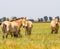 Przewalski`s horses in the steppe