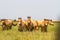 Przewalski`s horses in the steppe