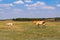 Przewalski wild horse with a stallion running in steppe in a biosphere reserve. Animals and wildlif