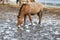 Przewalski wild horses