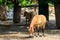 Przewalski wild horses in a paddock