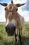 przewalskii horse in the wild. Photo of a horse close up. Endangered horse