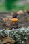 Psathyrella candolleana, group of mushrooms growing on the tree.