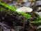 Psathyrella candolleana, group of mushrooms growing on the tree