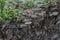 psathyrellaceae mushrooms sprouting out from the decaying trunk