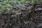 psathyrellaceae mushrooms sprouting out from the decaying trunk