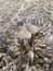 psathyrellaceae mushrooms sprouting out from the ground