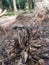 psathyrellaceae mushrooms sprouting out from the ground