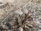 psathyrellaceae mushrooms sprouting out from the ground