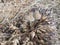 psathyrellaceae mushrooms sprouting out from the ground