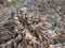 psathyrellaceae mushrooms sprouting out from the ground