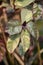 Pseuderanthemum atropurpureum plants
