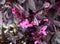 Pseuderanthemum atropurpureum, Purple False Eranthemum