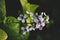 Pseuderanthemum flower with green leaves