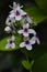 Pseuderanthemum flower with green leaves