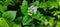 Pseuderanthemum is a genus of flowering ornamental plants, seen up close in the morning