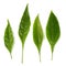 Pseuderanthemum palatiferum & x28;Nees& x29; Radlk, green leaves are medic