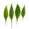 Pseuderanthemum palatiferum & x28;Nees& x29; Radlk, green leaves are medic