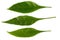 Pseuderanthemum palatiferum (Nees) Radlk, green leaves are medic