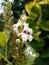Pseuderanthemum reticulatum