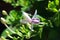 Pseuderanthemum reticulatum 5