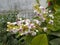 Pseuderanthemum reticulatum flower. Closeups.