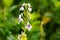 Pseuderanthemum Reticulatum (Japanese jasmine, melati jepang) with a natural background