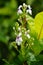 Pseuderanthemum Reticulatum (Japanese jasmine, melati jepang) with a natural background