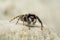 Pseudeuophrys lanigera jumping spider