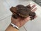 Pseudo Subasper Toad from Kalimantan