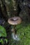 Pseudoclitocybe cyathiformis, commonly known as the goblet funnel cap, is a species of fungus in the family Pseudoclitocybaceae