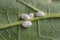 Pseudococcidae and Aphidoidea on okra leaf