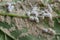 Pseudococcidae and Aphidoidea on okra leaf