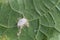 Pseudococcidae and Aphidoidea on okra leaf