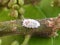 Pseudococcus mealybugs on a plant stem