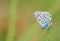 Pseudophilotes vicrama, the eastern baton blue butterfly