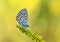 Pseudophilotes vicrama, the eastern baton blue butterfly on flower