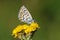 Pseudophilotes vicrama, the eastern baton blue butterfly on flower , butterflies of Iran